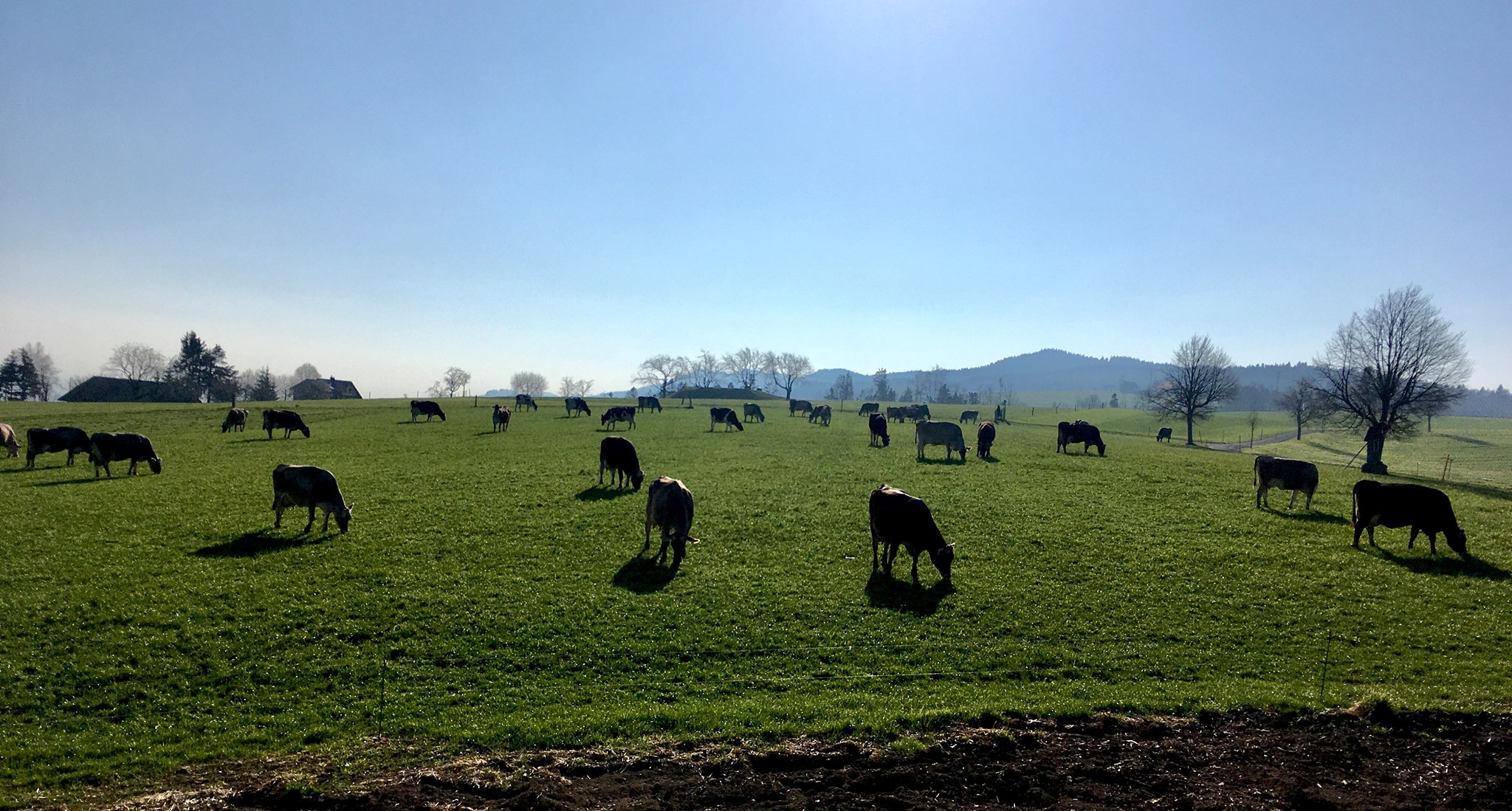 Kühe auf der Weide