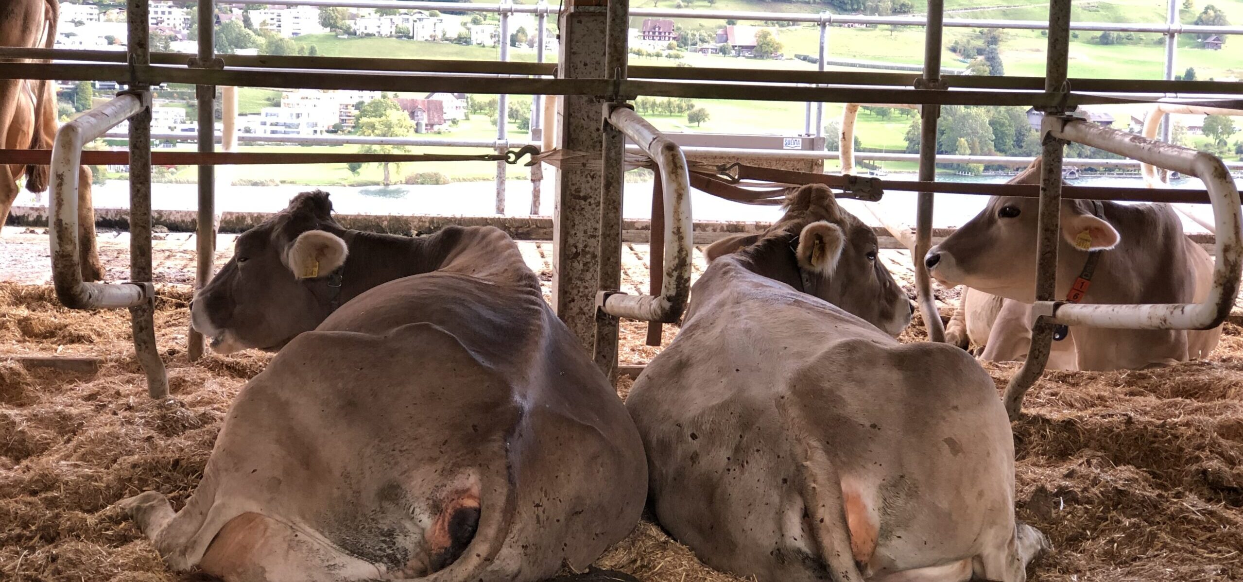 Anbindestall mit mehr Platz